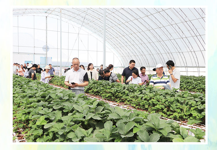 草莓1920网50像素2025年3月12日网页_06.jpg